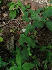 Talinum fruticosum