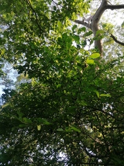 Achatocarpus oaxacanus