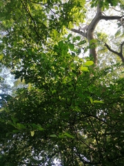 Achatocarpus oaxacanus