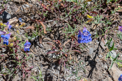 Penstemon laetus