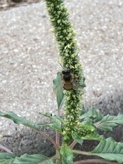 Apis mellifera