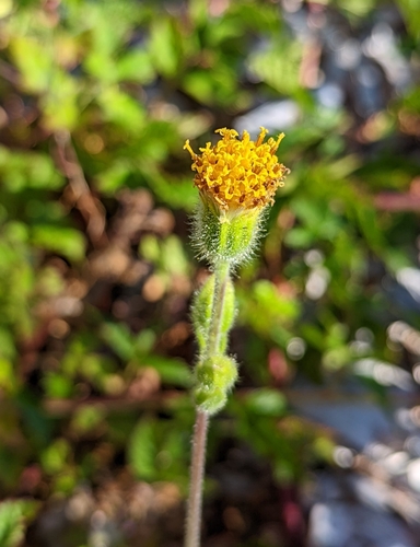 Rayless arnica (Arnica discoidea)