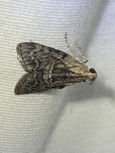 Striped Oak Webworm Moth photo 5