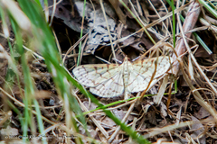 Polygrammodes flavidalis