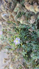 Spergularia macrotheca