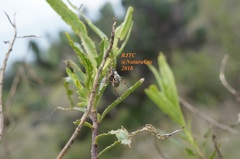 Macrodactylus murinus