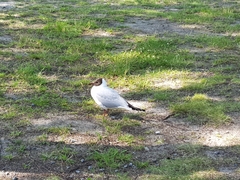 Chroicocephalus ridibundus