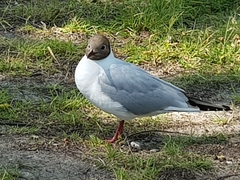 Chroicocephalus ridibundus