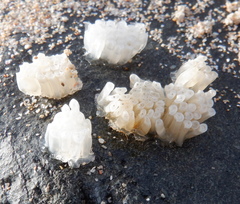 Stramonita haemastoma