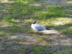 Chroicocephalus ridibundus