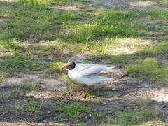 Chroicocephalus ridibundus