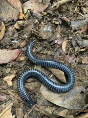 Siphonops