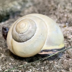 Cepaea nemoralis