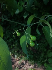 Solanum glaucescens