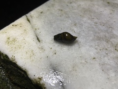 Semisulcospira libertina