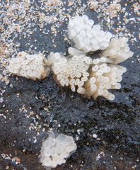 Stramonita haemastoma