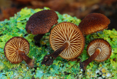 Phaeomarasmius
