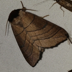 Datana angusii