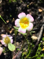 Erythranthe trinitiensis