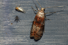 Phycita roborella