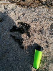 Sylvilagus cunicularius