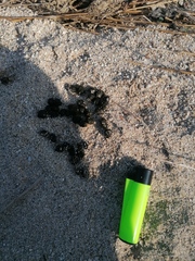 Sylvilagus cunicularius