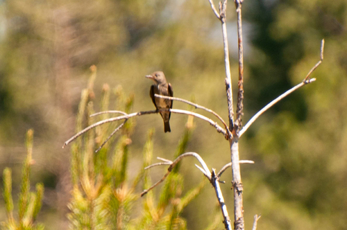 iNaturalist observation photo of Olive-sided Flycatcher