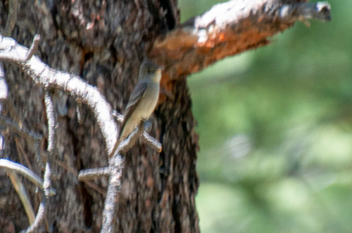 iNaturalist observation photo of Western Wood-Pewee