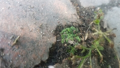 Riccia