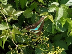 Graphium sarpedon nipponum