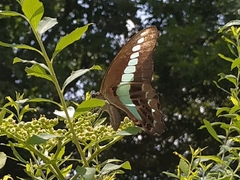 Graphium sarpedon nipponum