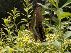 Graphium sarpedon nipponum