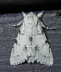 Acronicta vulpina