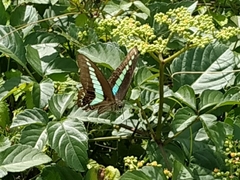 Graphium sarpedon nipponum