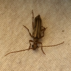 Ortholeptura valida