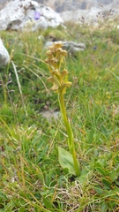Dactylorhiza viridis