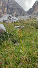 Dactylorhiza viridis