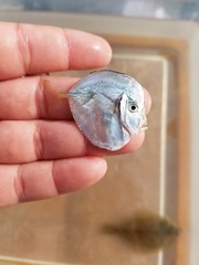 Selene setapinnis