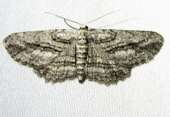 Stenoporpia
