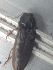 Hemicrepidius nemnonius