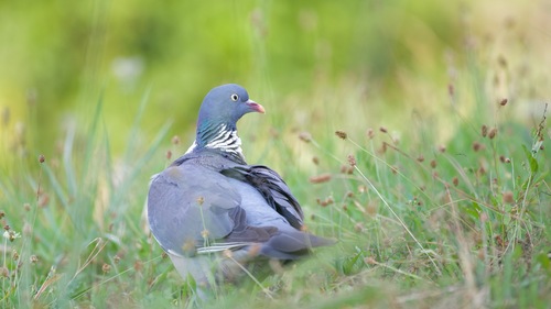 Houtduif (Columba palumbus)