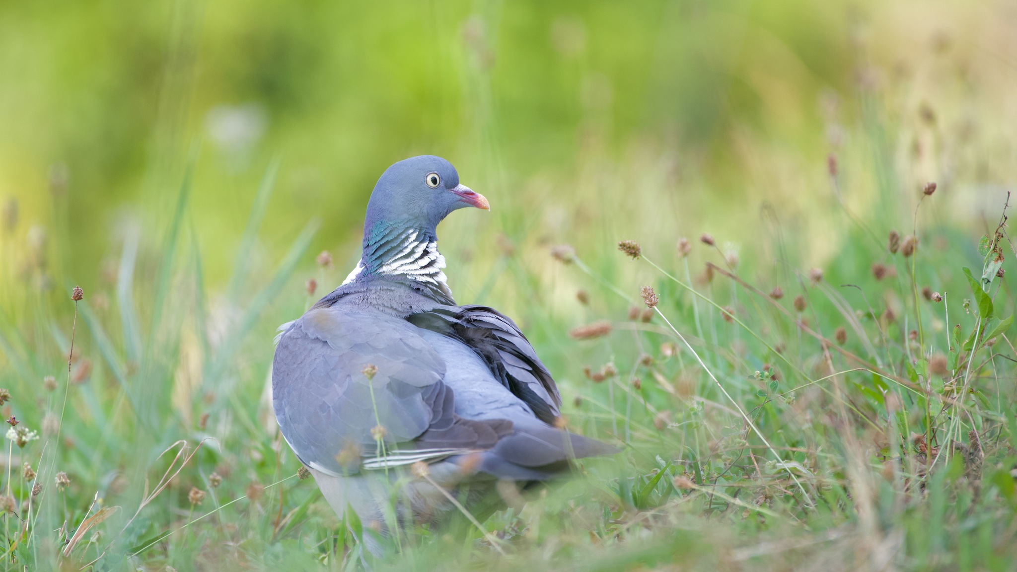 Common Woodpigeon (Columba palumbus)