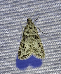 Scoparia palloralis