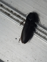 Hemicrepidius nemnonius