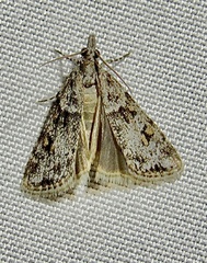 Scoparia palloralis