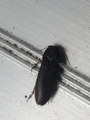 Hemicrepidius nemnonius