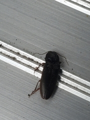 Hemicrepidius nemnonius