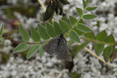 Macaria fusca