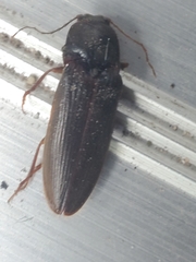 Hemicrepidius nemnonius