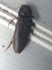 Hemicrepidius nemnonius